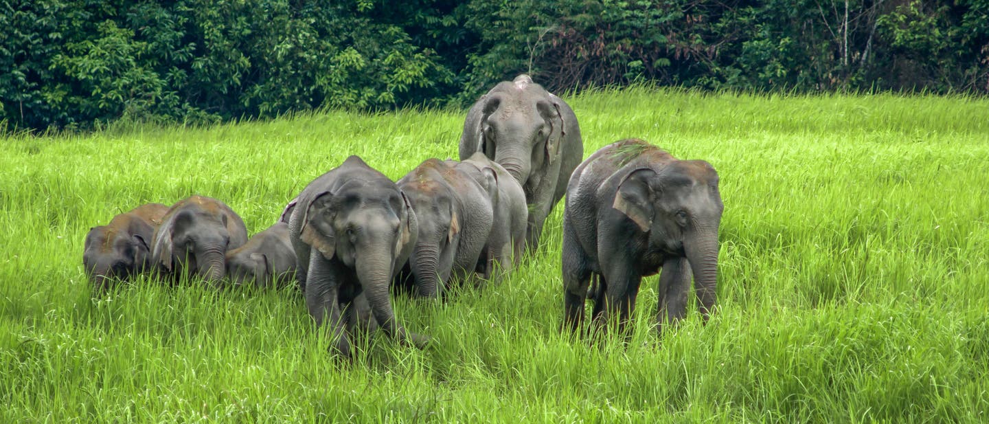 Gruppe von Elefanten im Khao Yai Nationalpark