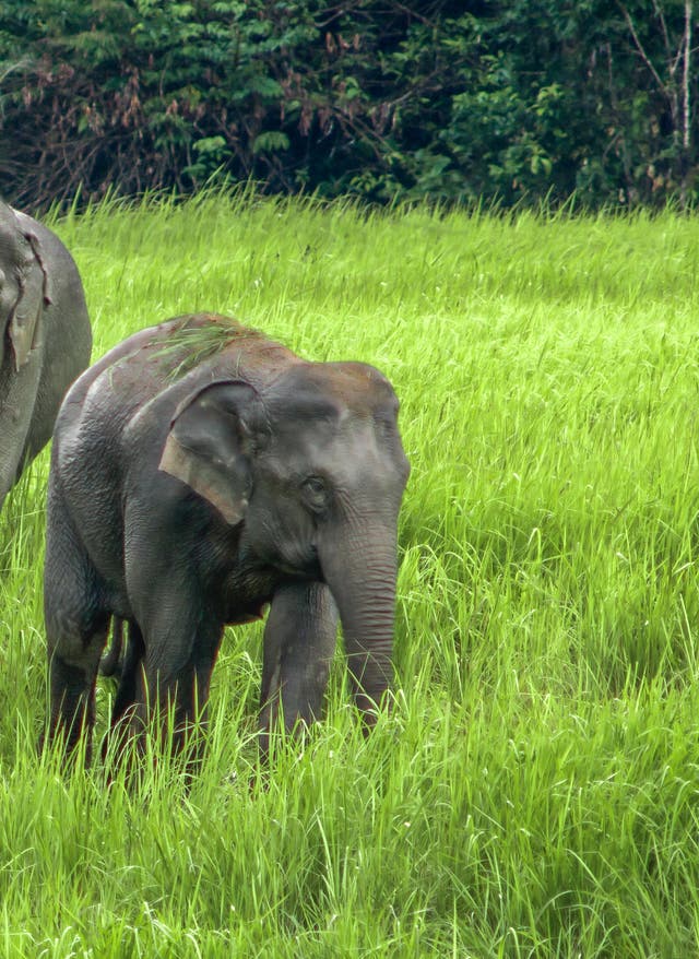 Elephant Nature Park Chiang Mai