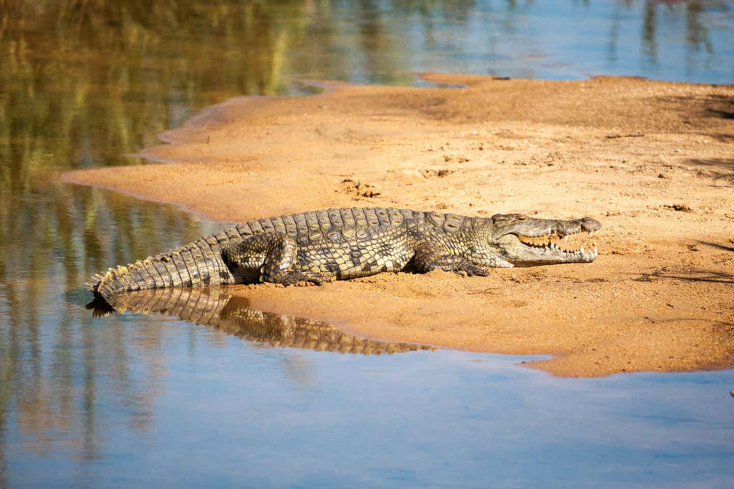 Krokodile liegen an Wasserlöchern im Krüger Nationalpark auf der Lauer