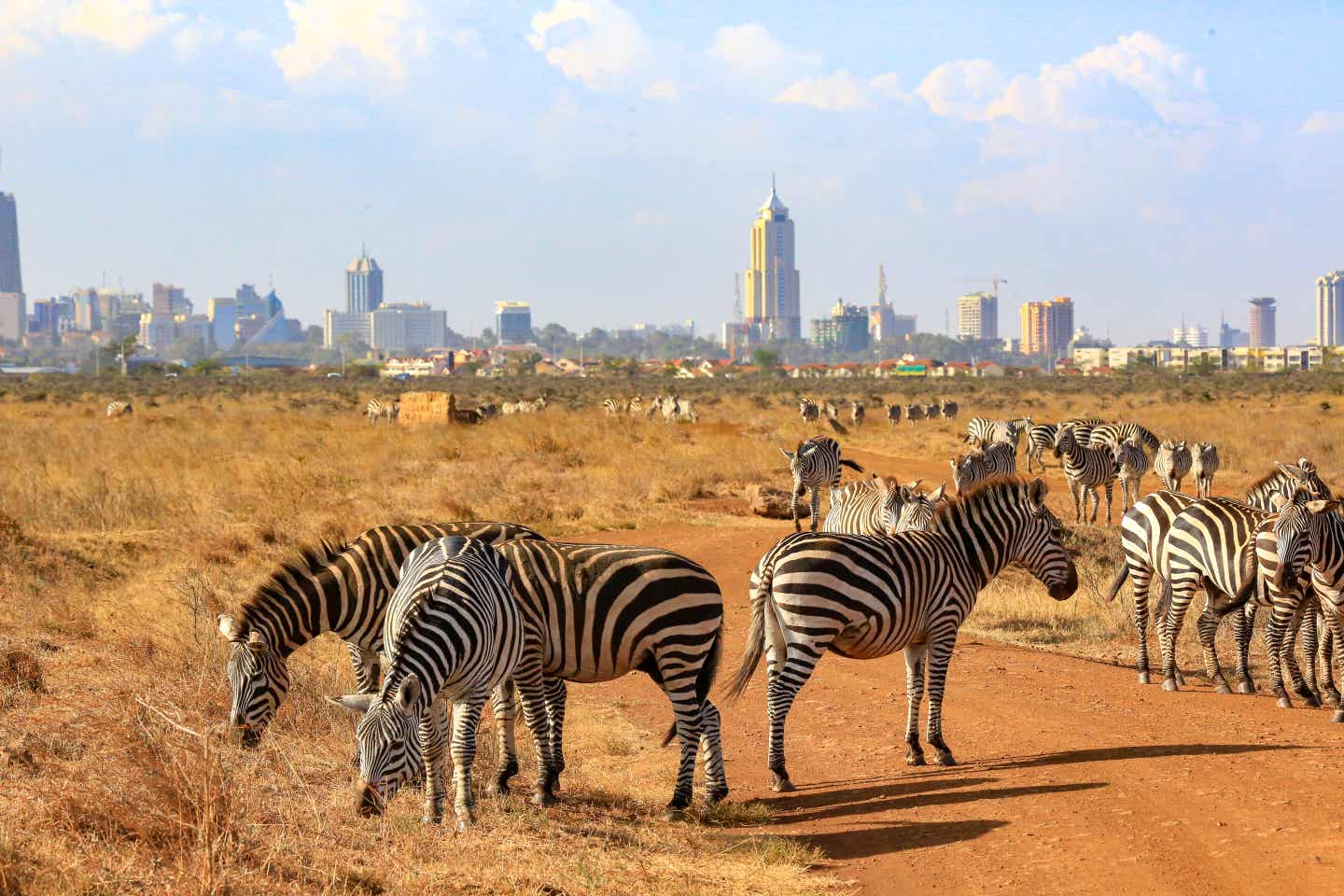 Kenia beste Reisezeit. Zebras vor Nairobi