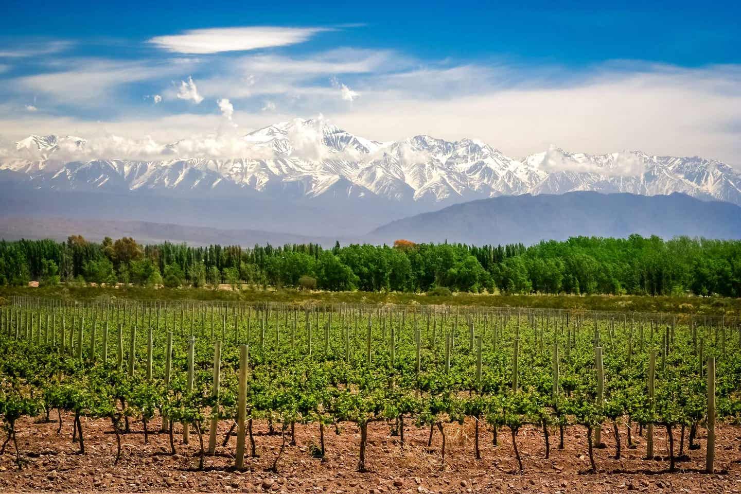 Argentiniens Sehenswürdigkeiten: Weinberge bei Medoza