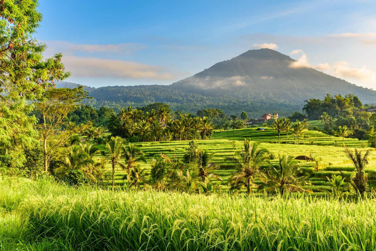 Beste Reisezeit Bali: Jatiluwih-Reisterrassen