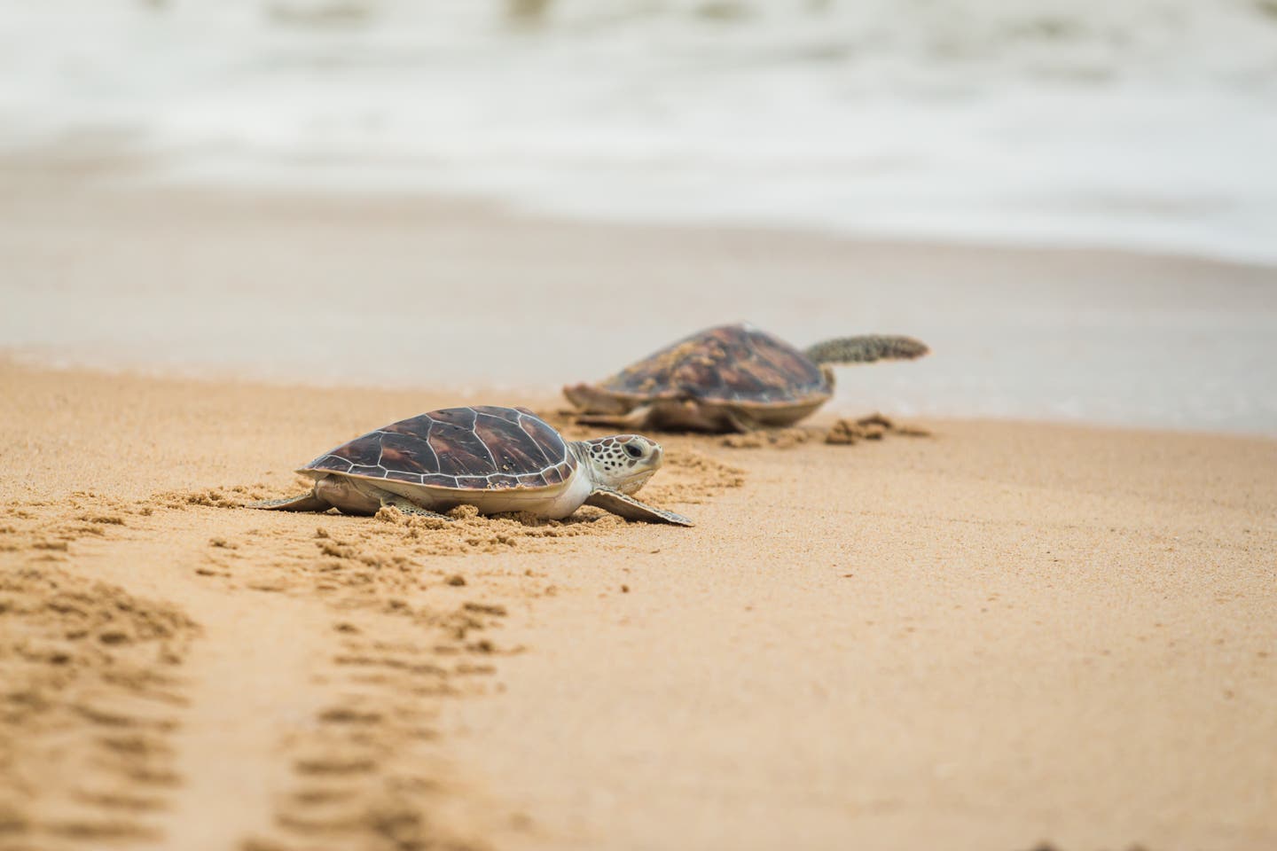 Loggerhead Meeresschildkröten am Strand in Italien