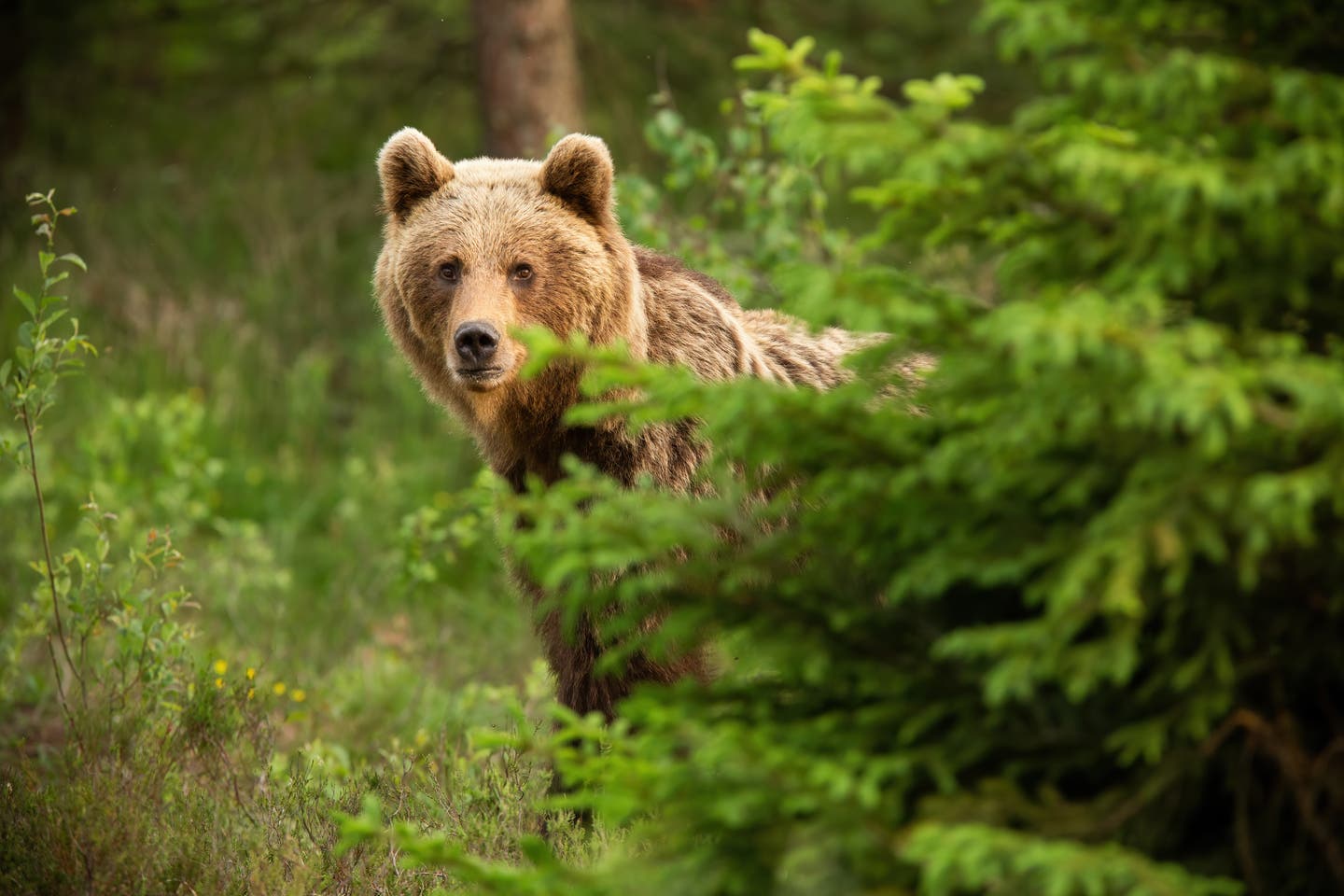 Ein Bär im Bärenpark Müritz in Mecklenburg-Vorpommern