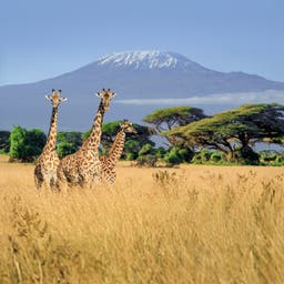 afrika-kenia-safari-kilimandscharo-giraffen-g-697689066.jpg