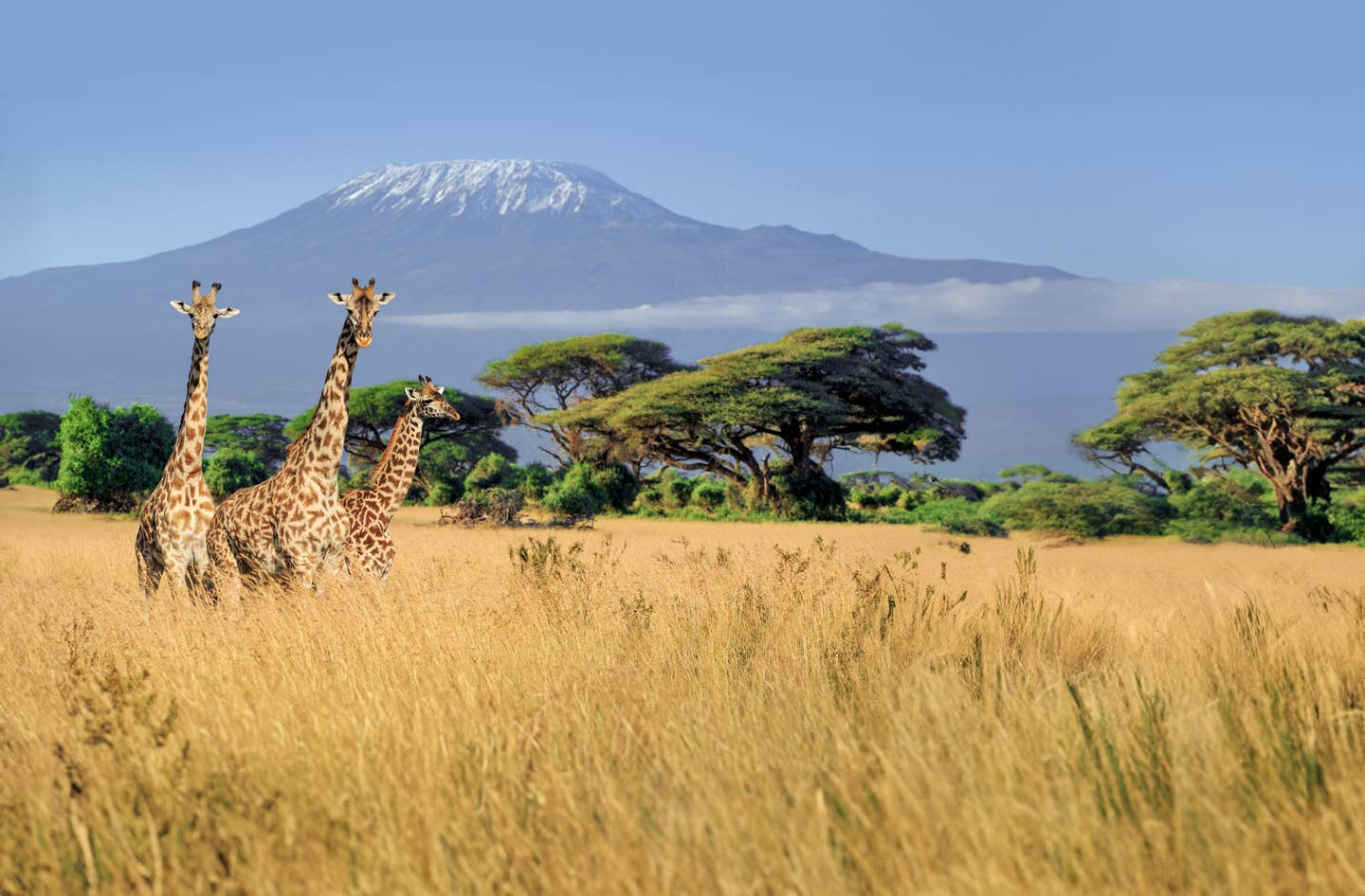 Kenia Urlaub – Giraffen vor dem Kilimandscharo im Nationalpark 