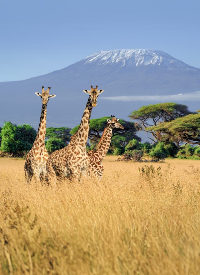 Kenia Urlaub Kenia Urlaub – Giraffen vor dem Kilimandscharo im Nationalpark