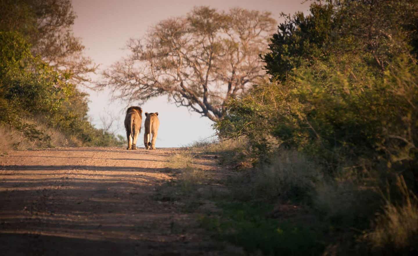 Südafrika Highlights Kruger Park