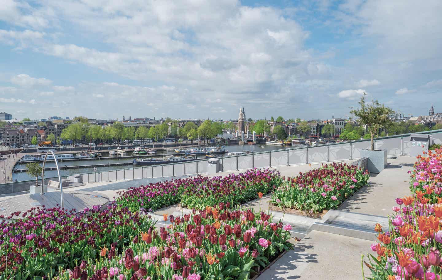 Amsterdam Geheimtipps: Tulpen auf einem Dachgarten im Zentrum Amsterdams