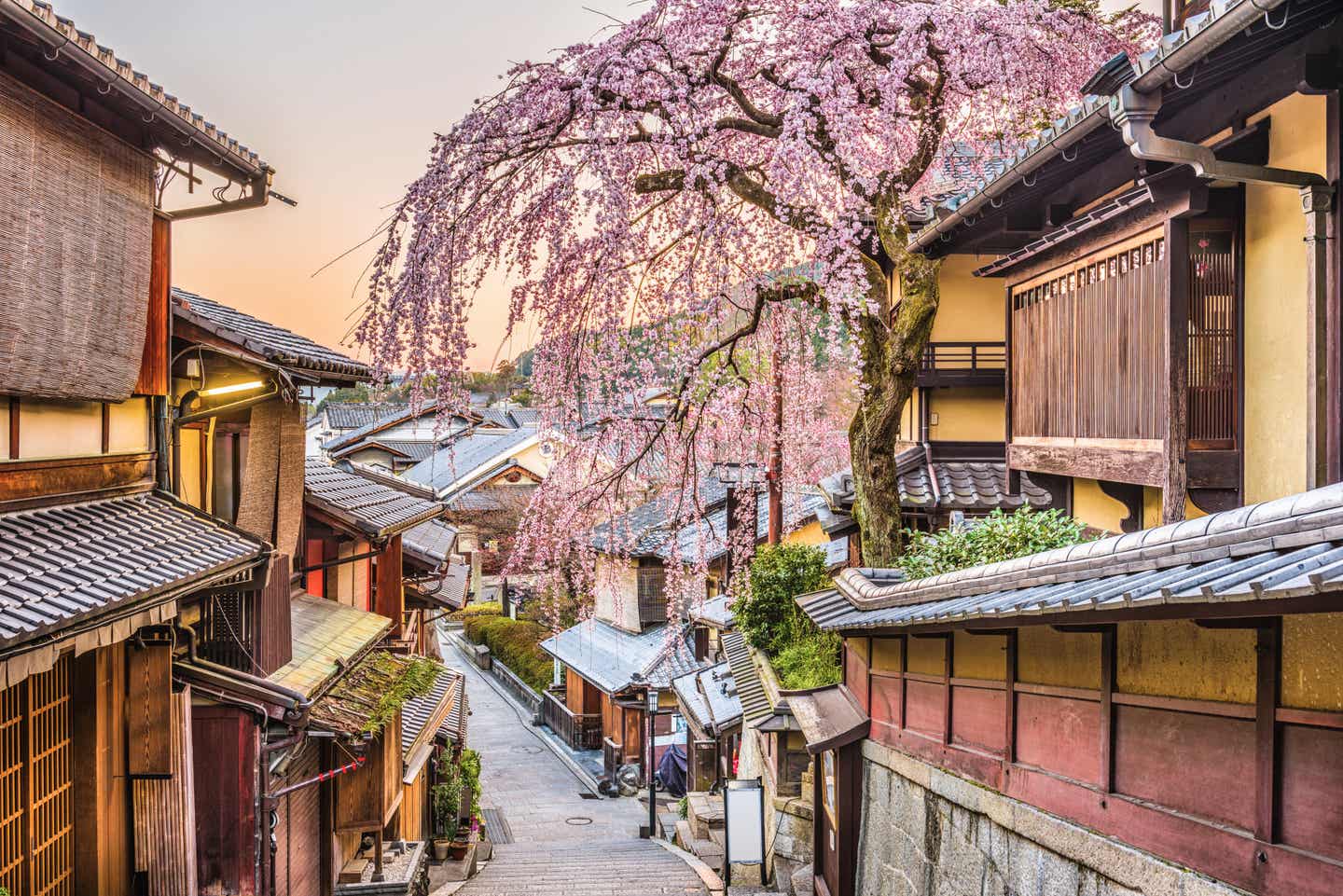 Straße mit Kirschbaumblüten und japanischen Häusern aus Holz