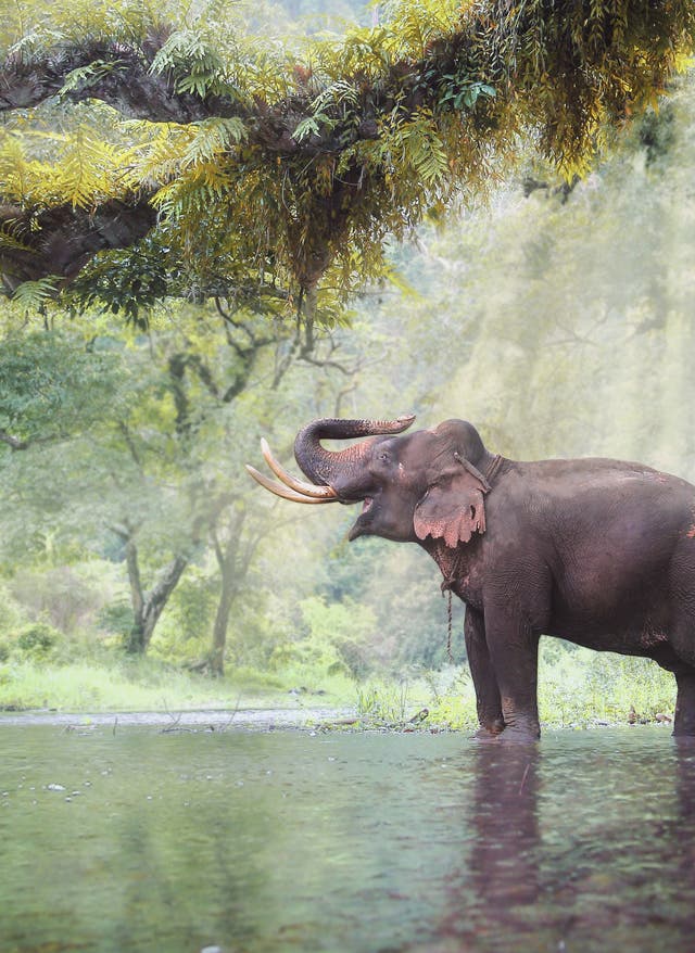 Nachhaltige Tierbegegnungen Elefant steht im Wasser