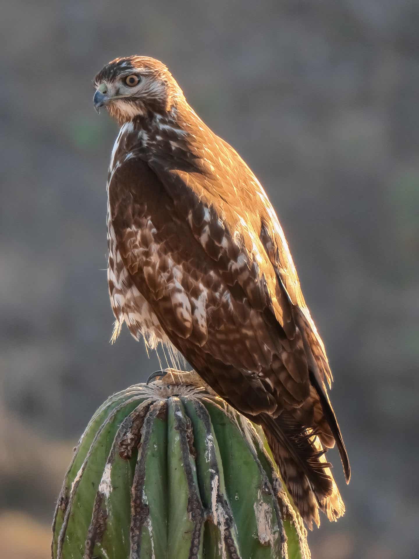 Los Cabos Sehenswürdigkeiten: Naturwunder 