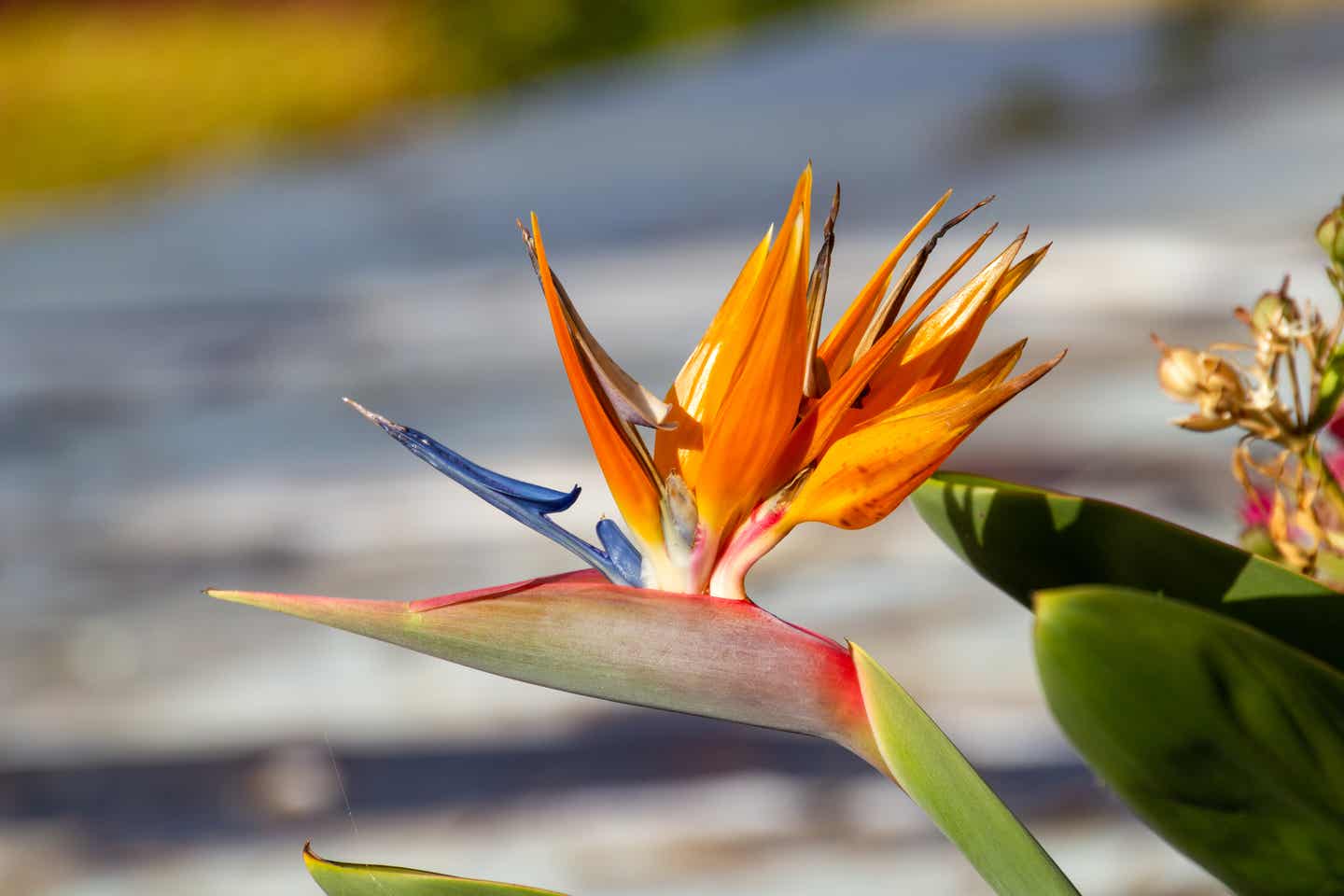 Blumenblüte im Vordergrund mit Pflanze unscharf im Hintergrund