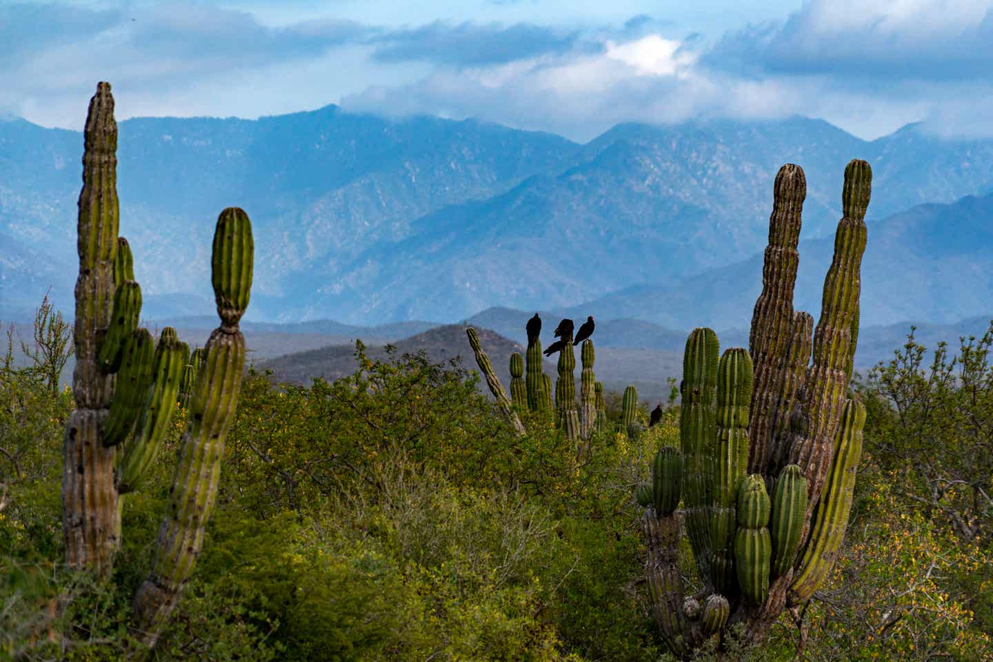 Los Cabos Naturwunder 