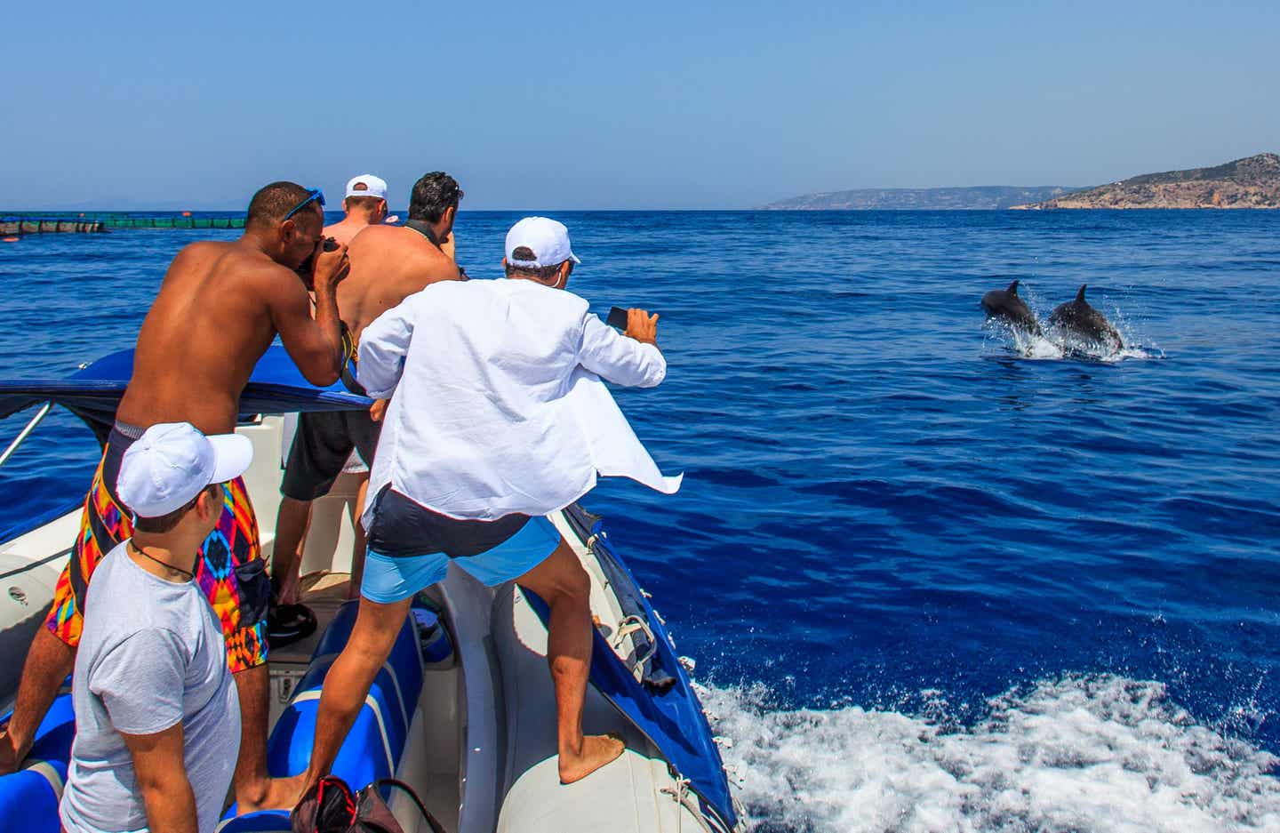 Delfine beobachten auf Rhodos