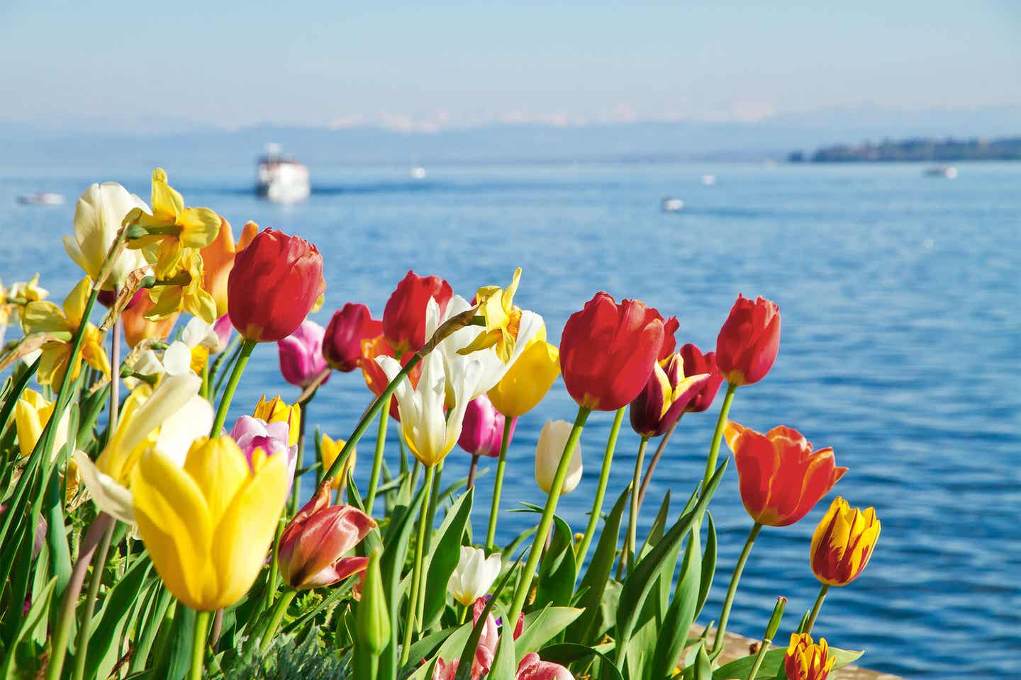 Deutschland Bodensee die schönsten Inseln: Tulpen am Wasser