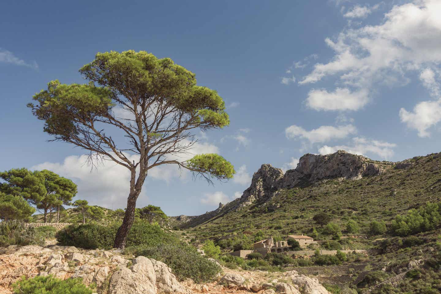 Bäume und Berge auf Sa Dragonera nahe Mallorca, geprägt von einer natürlichen Landschaft