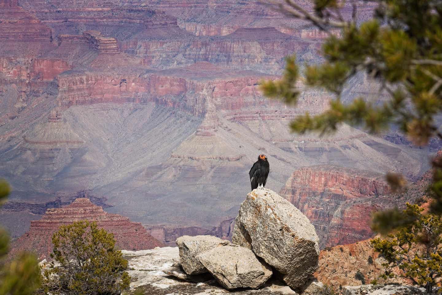 Grand-Canyon-Nationalpark: Kalifornischer Kondor