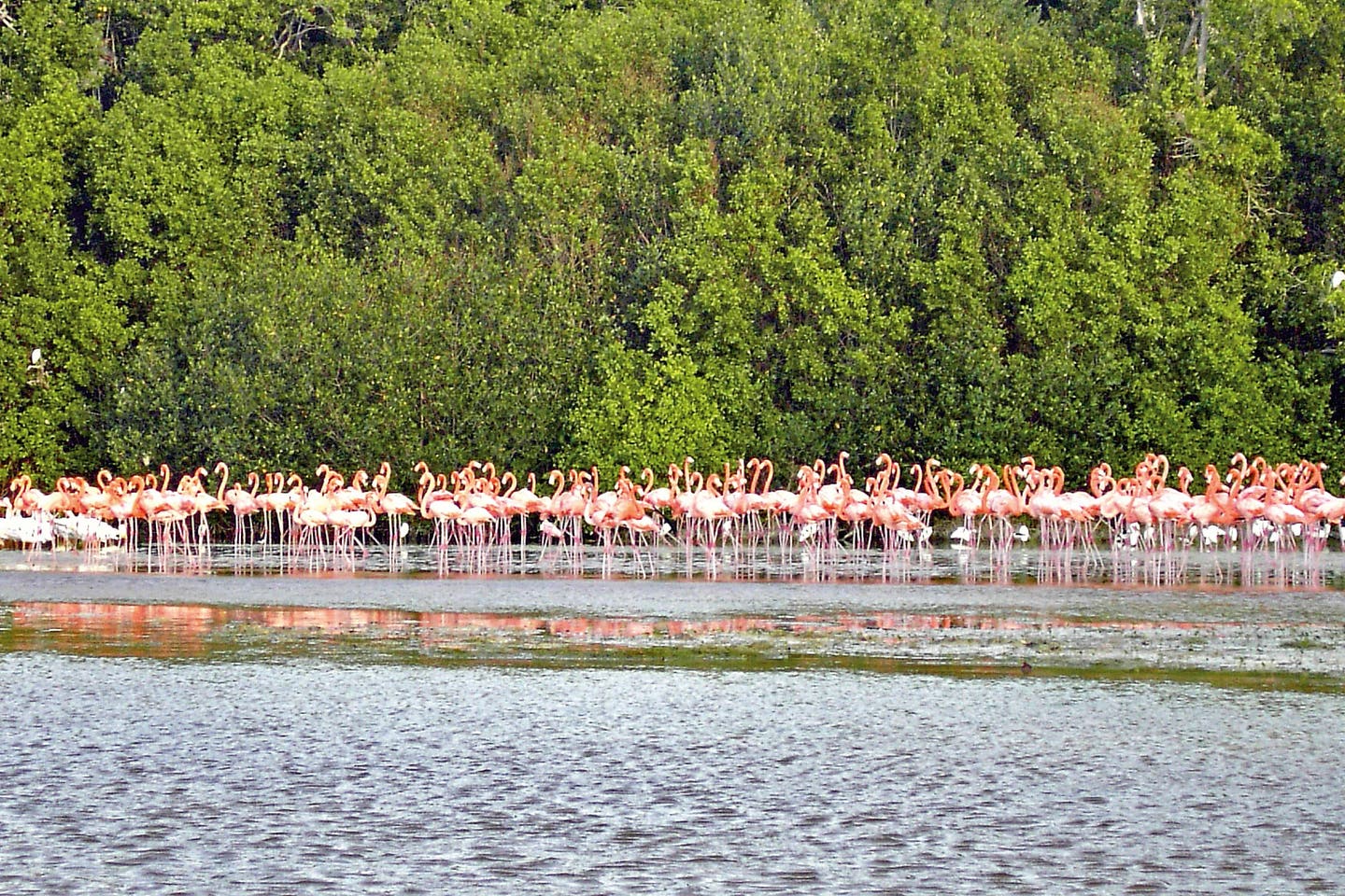 Flamingos auf Yucatán