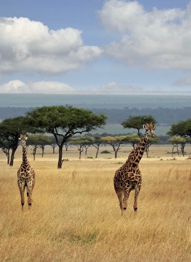 Zur Safari Kenia Masai Mara Giraffen