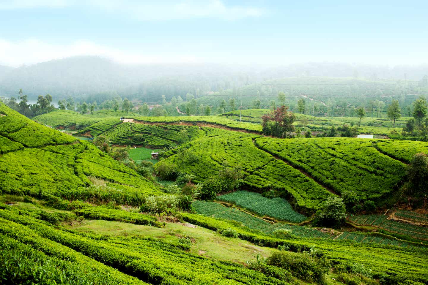 Eine Teeplantage bei Nurawa Eliya auf Sri Lanka