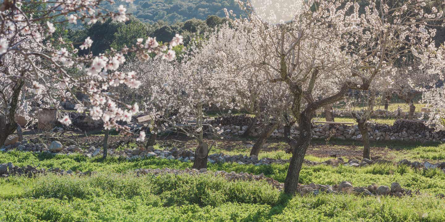 Mandelblüte im Frühling in Playa de Palma, Mallorca