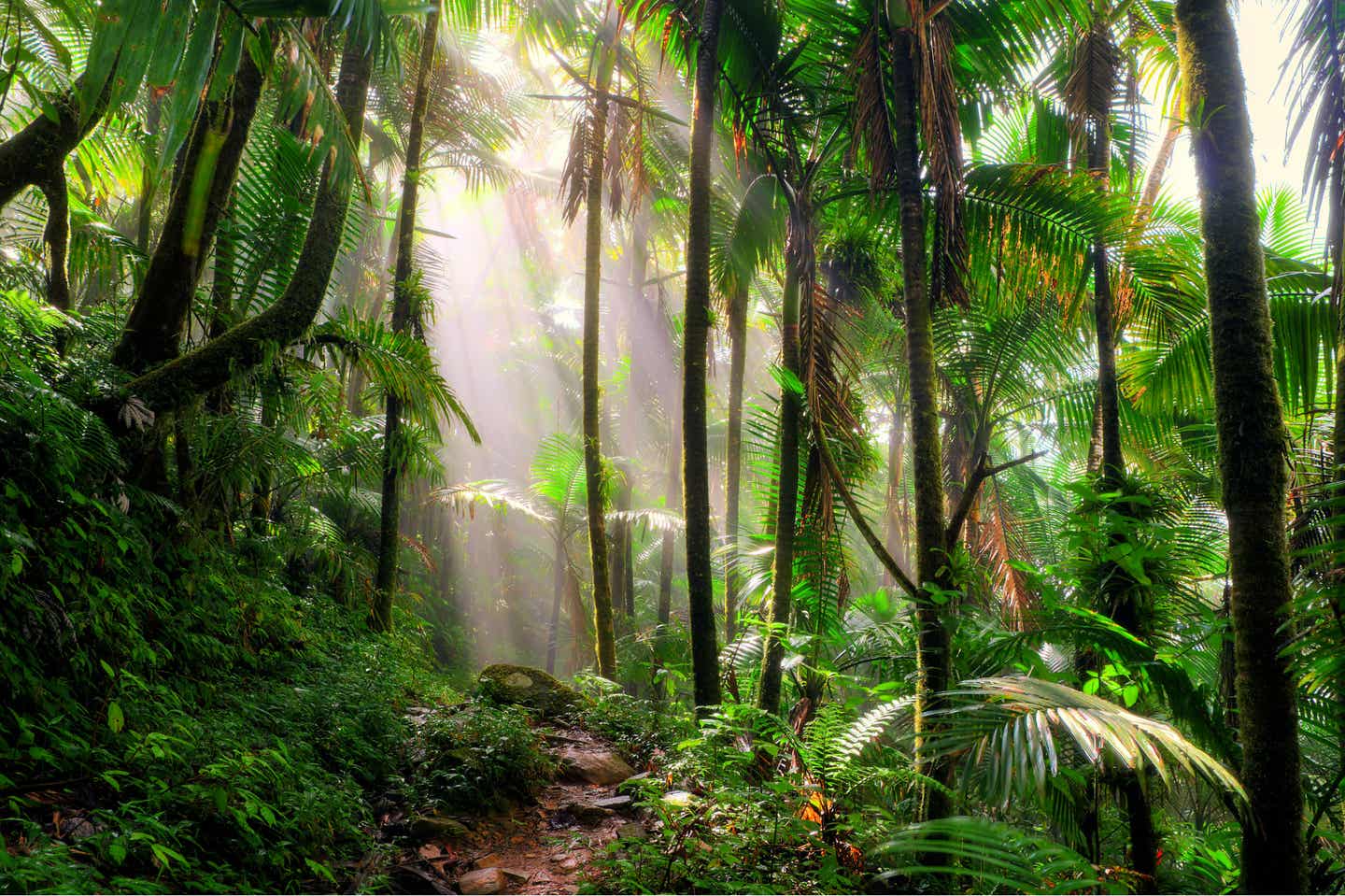 Puerto Rico Sehenswürdigkeiten: Natur im El-Yunque-Nationalpark