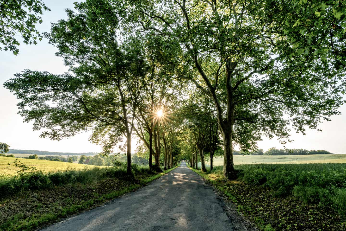 Mecklenburgische Seenplatte Urlaub mit DERTOUR. Sonne scheint durch Bäume entlang einer Allee in Mecklenburg-Vorpommern