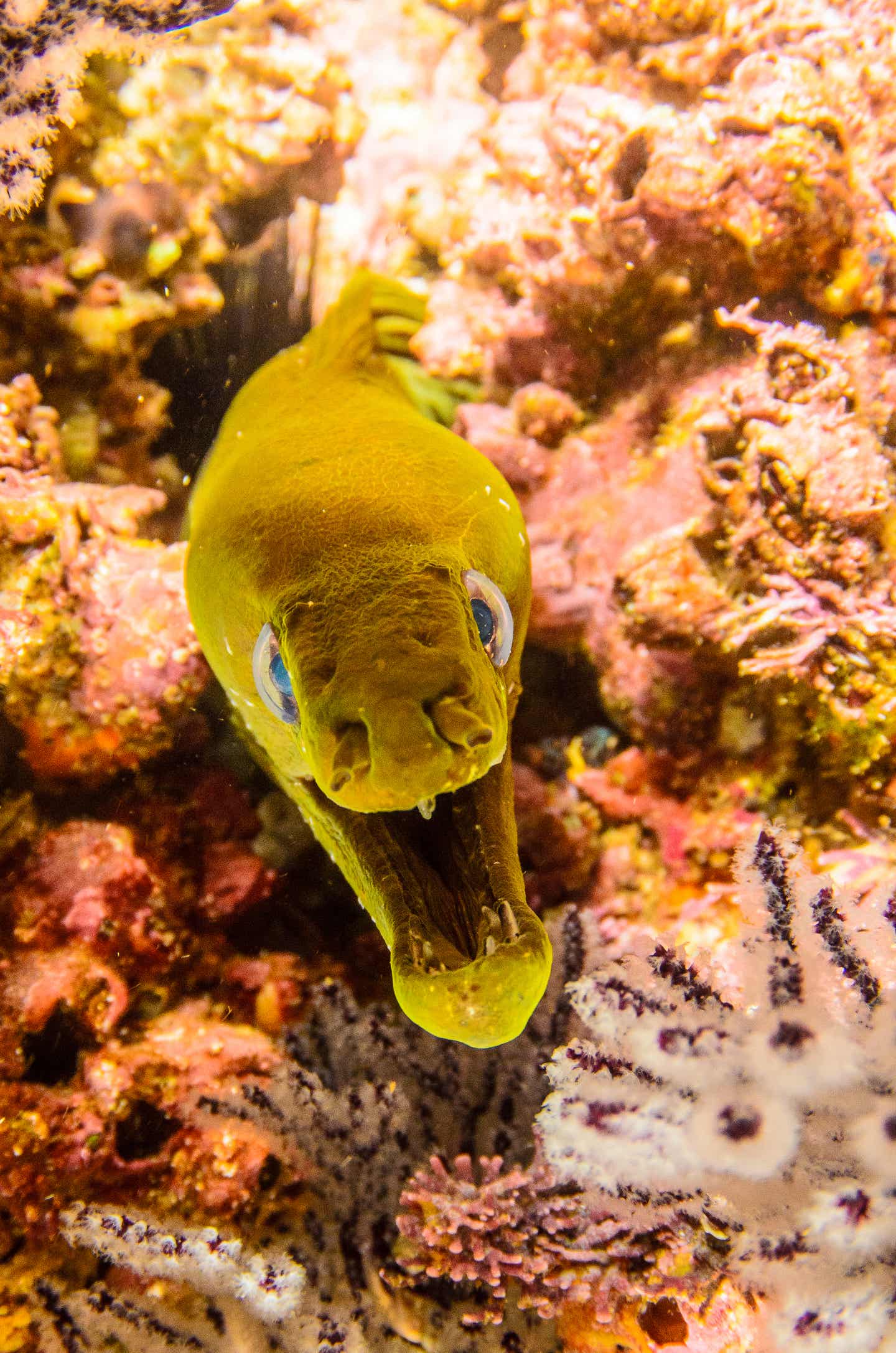 Los Cabos Sehenswürdigkeiten: Biodiversität 