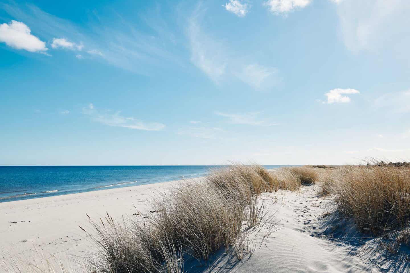 Der Strand Marram Gras in Dänemark