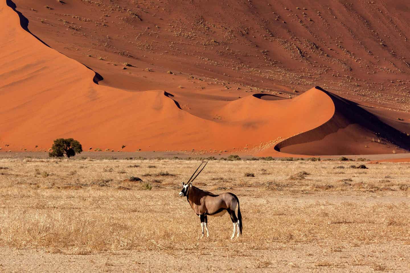 Namibias Nationalparks: Antilope in der Savanne