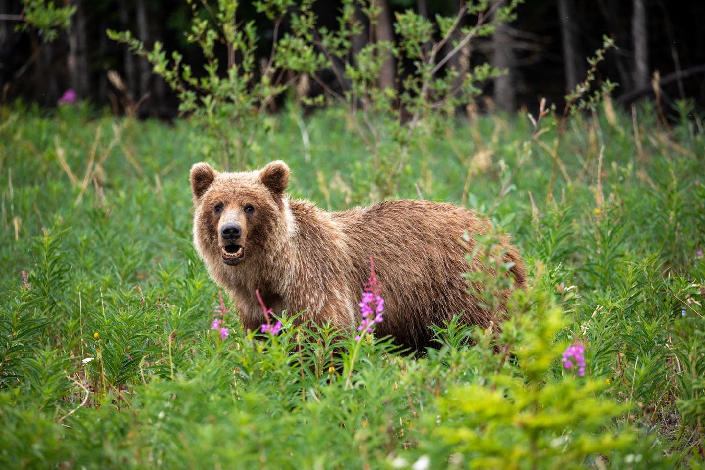 Babybär