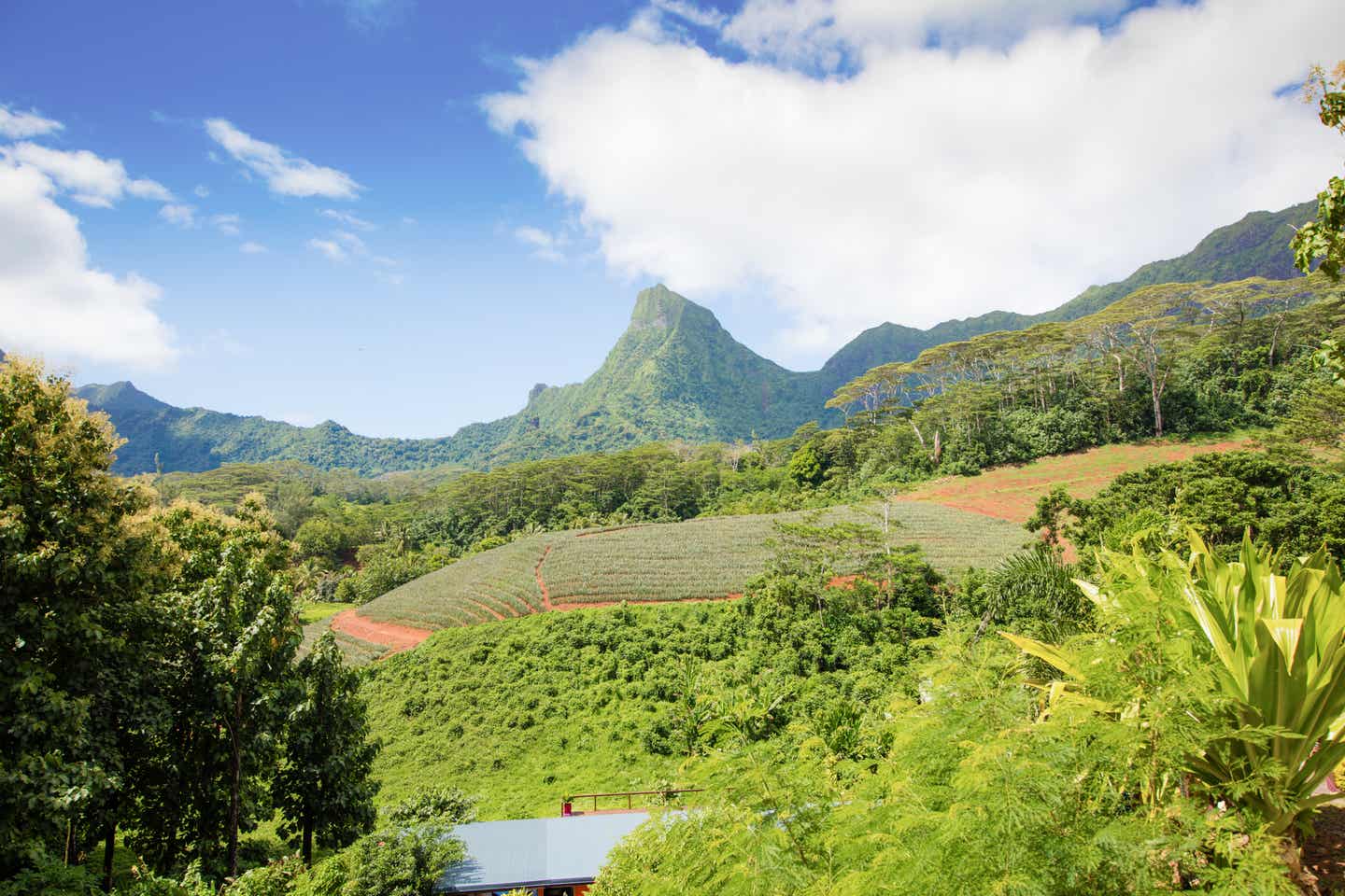 Grüne Felder, im Hintergrund ein grüner Berg von Moorea