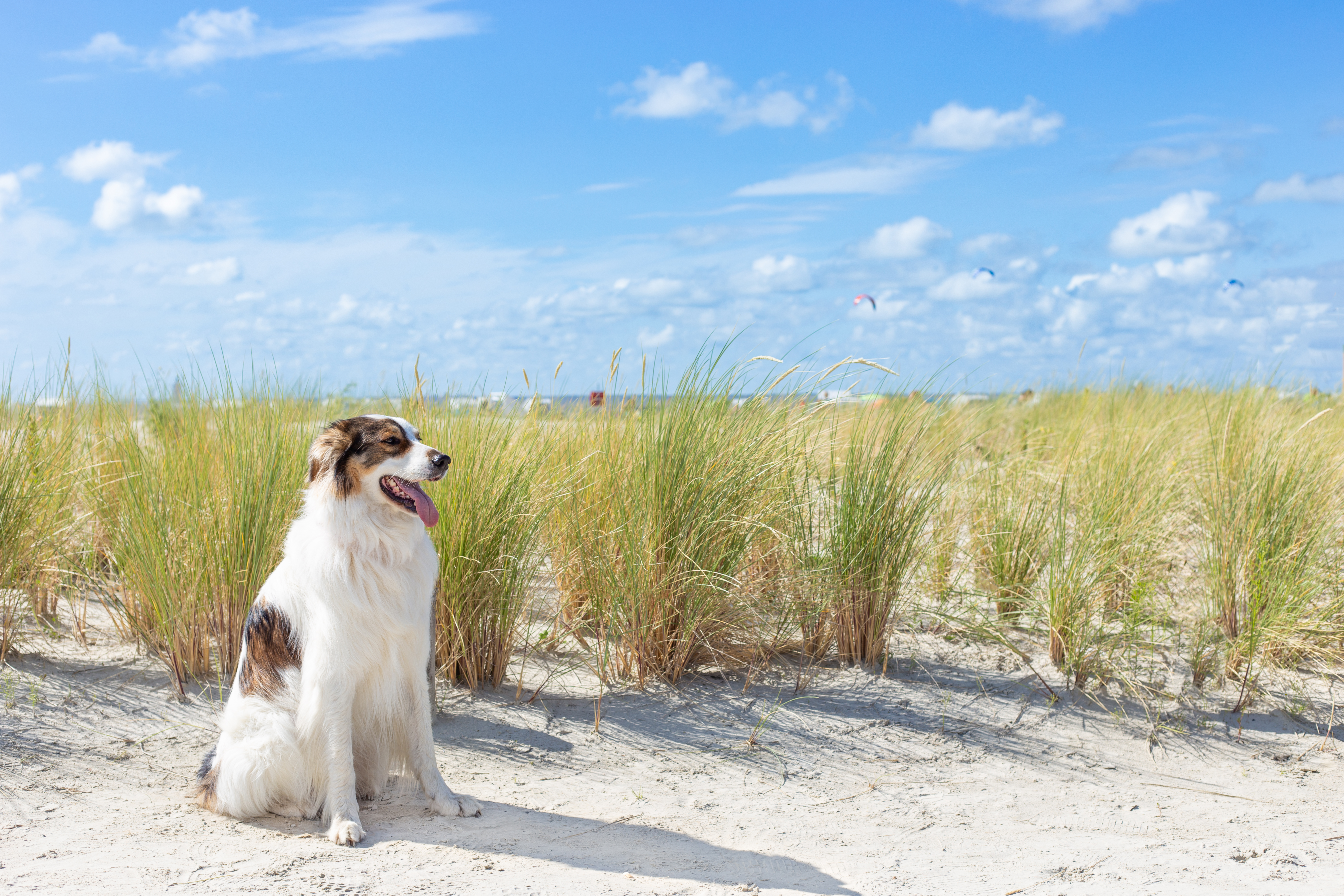 Hotel mit Hund Nordsee