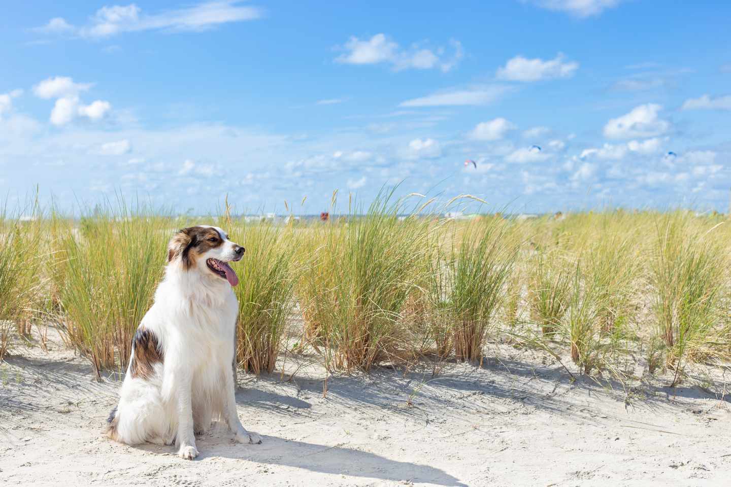 Hotel mit Hund Nordsee: Hund in den Dünen