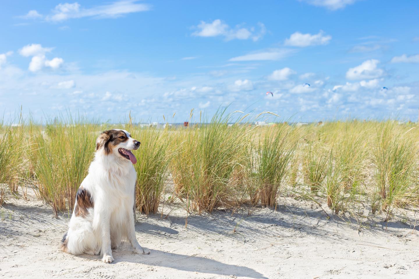 Hotel mit Hund Nordsee: Hund in den Dünen