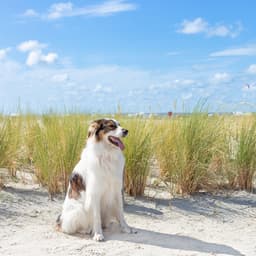 Hotel mit Hund Nordsee