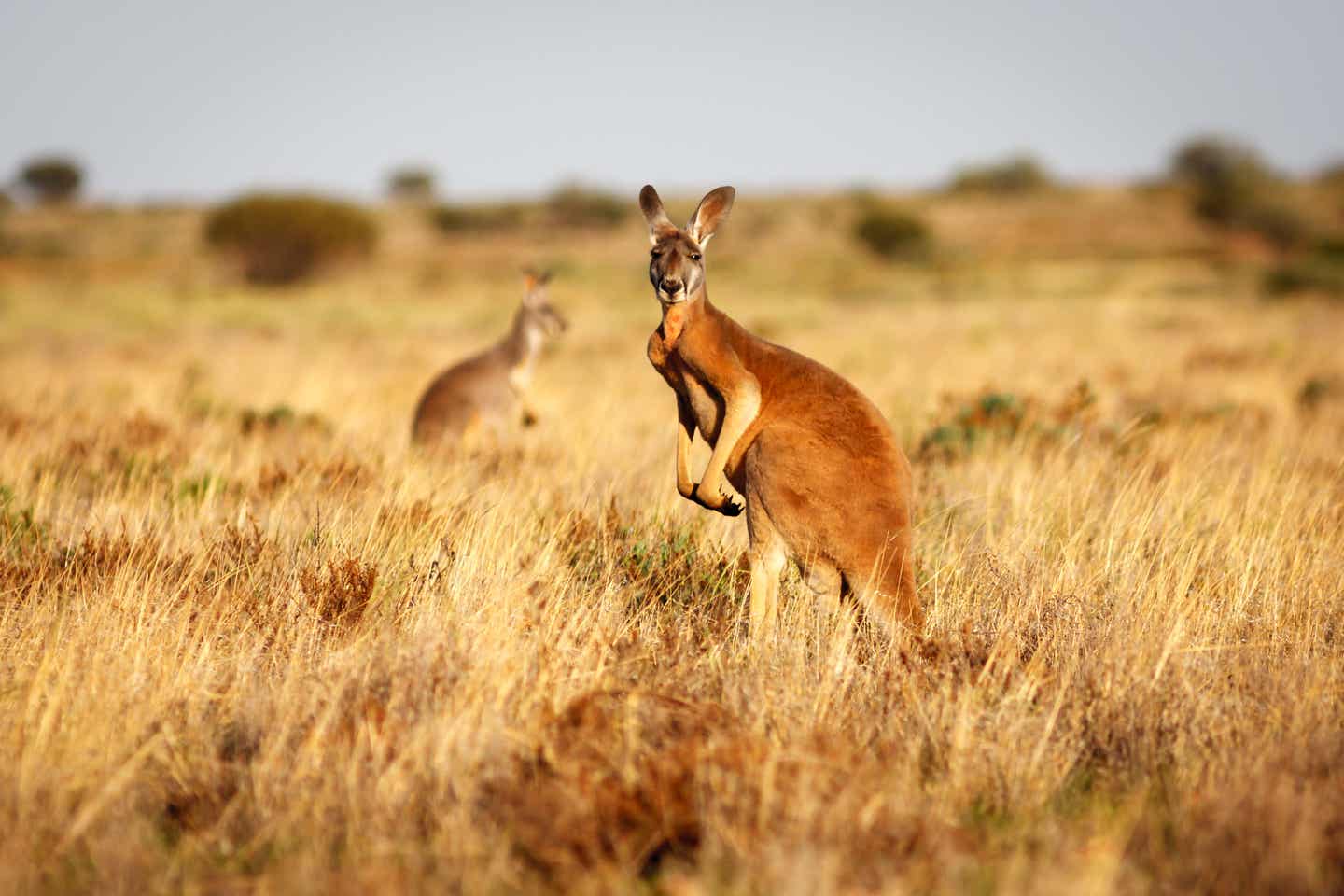 Wildtiere in Australien