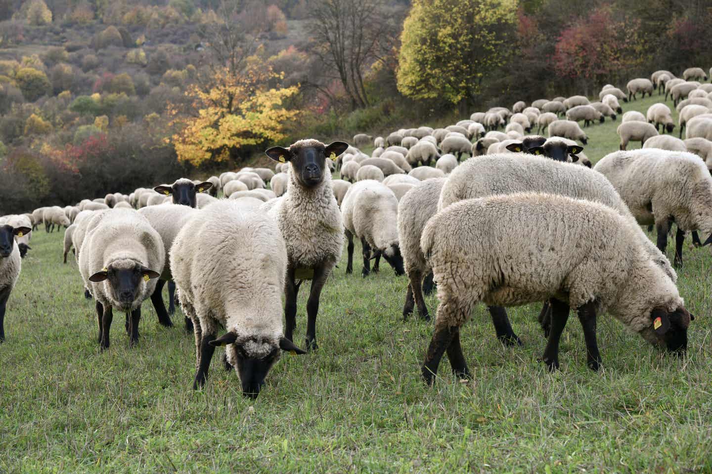 Rhön Urlaub mit DERTOUR. Herde Rhönschafe auf einer Wiese in der Rhön