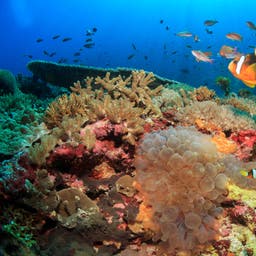 ägypten-rotes-meer-makadi-bay-unterwasserwelt-klein-g-1262827921.jpg