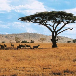 kenia-steppe-tierwelt-p-MZ01076.jpg