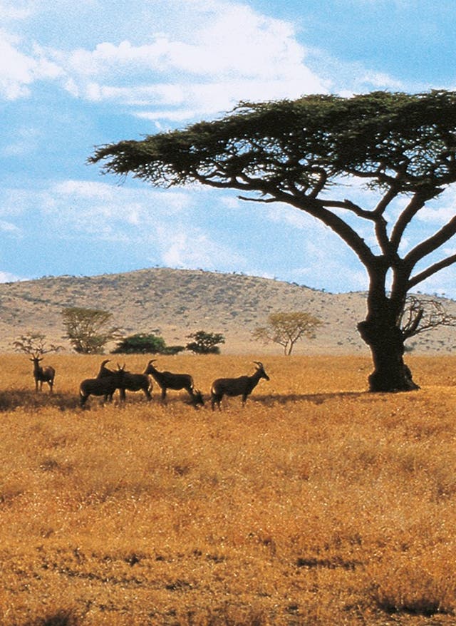 Hotel in Kenia buchen Steppe in Kenia