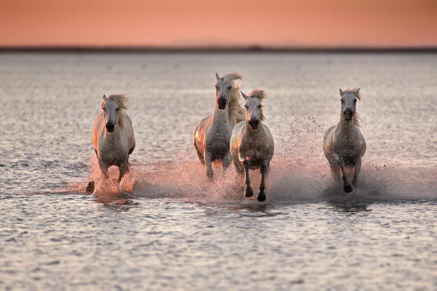 Provence Urlaub mit DERTOUR. Vier Wildpferde im Galopp durch das Wasser der Camargue