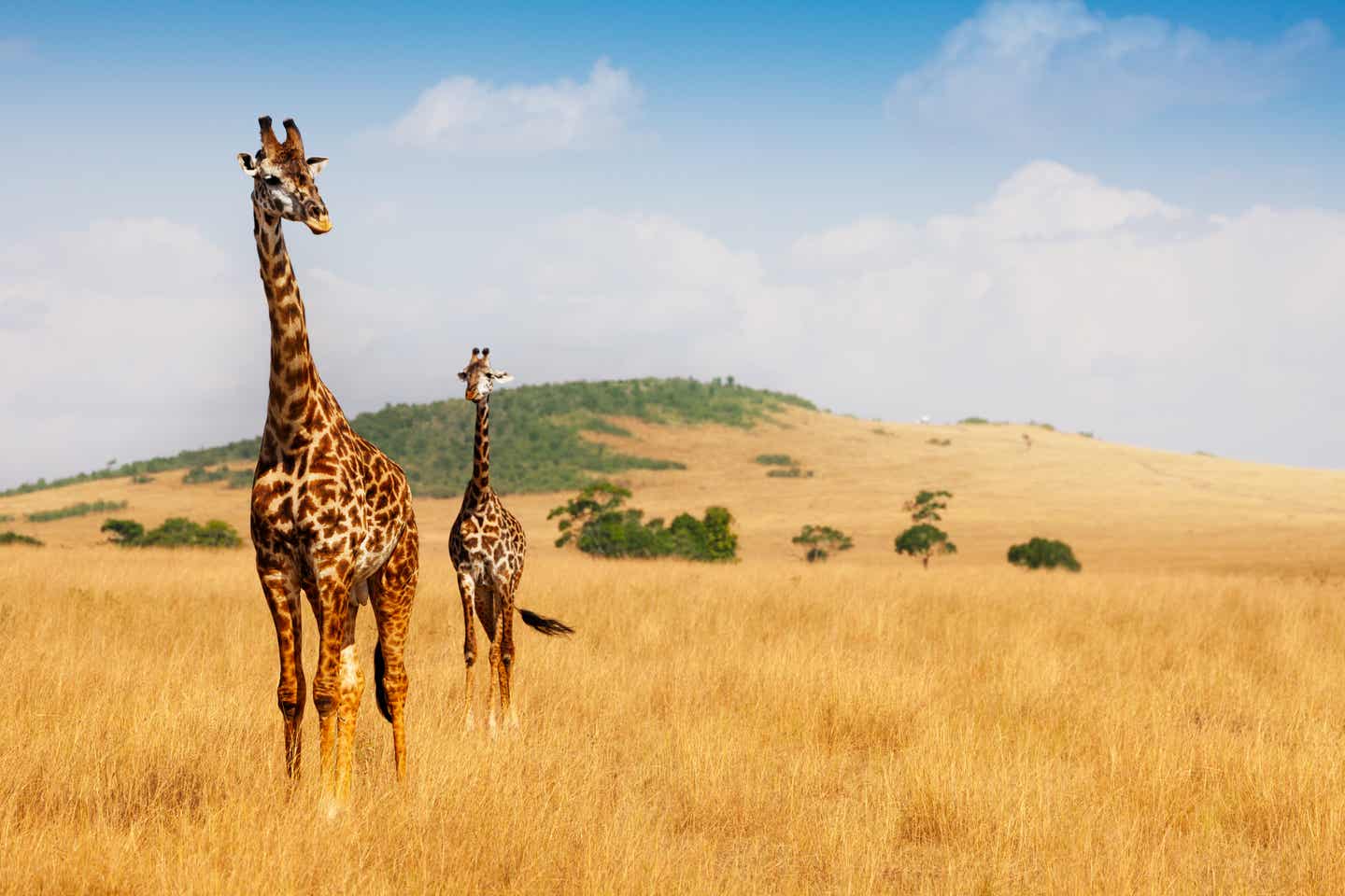 Kenia beste Reisezeit. Giraffen in Savanne 