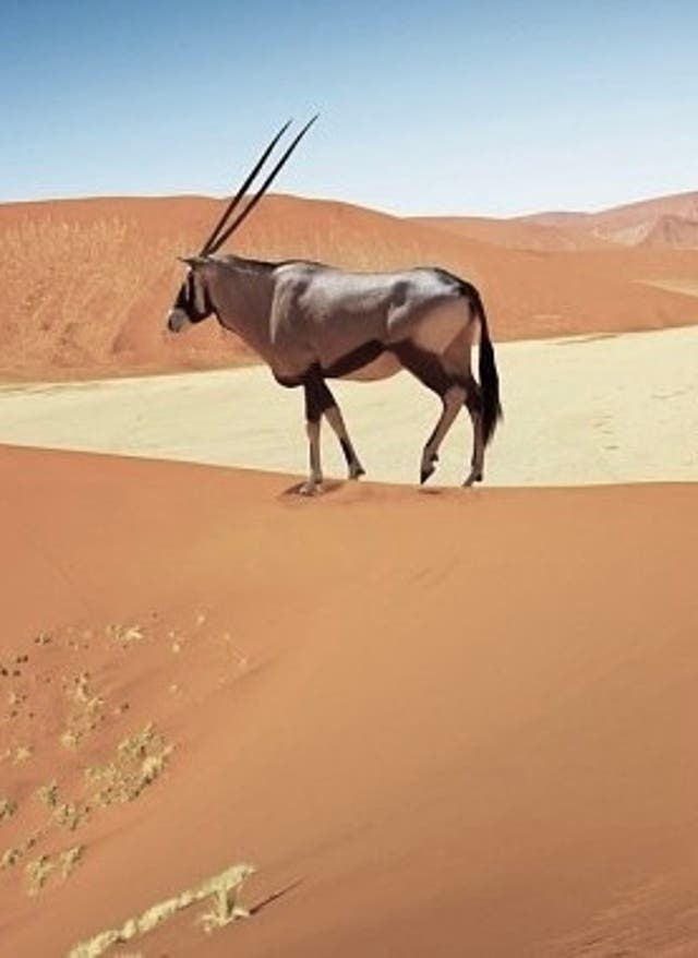 Zur Autoreise Namibias Nationalparks