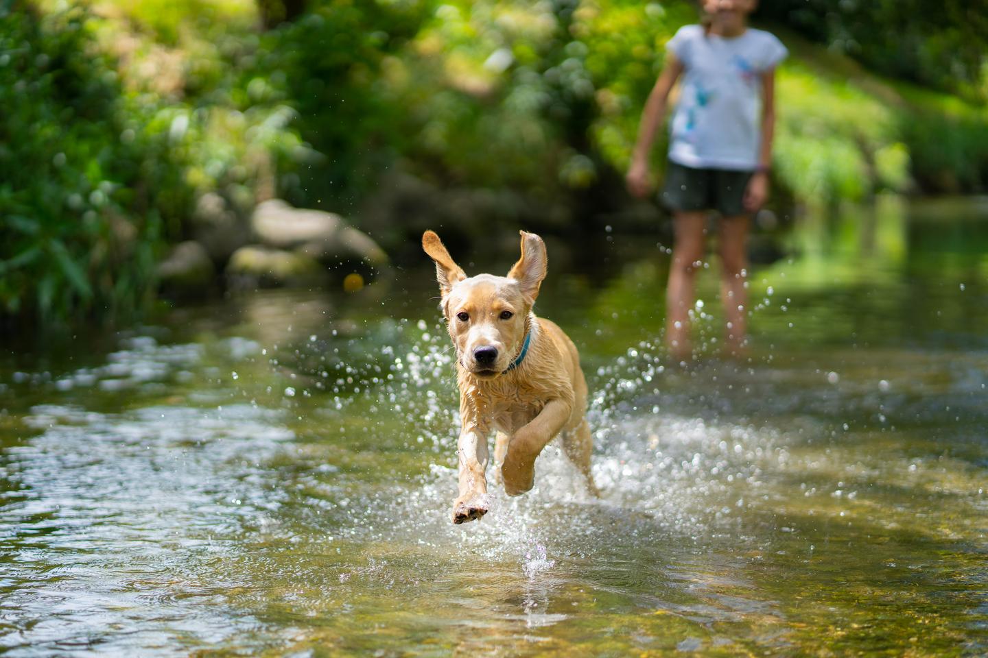 Hotel am Bodensee mit Hund: junger Labrador rennt durchs Wasser
