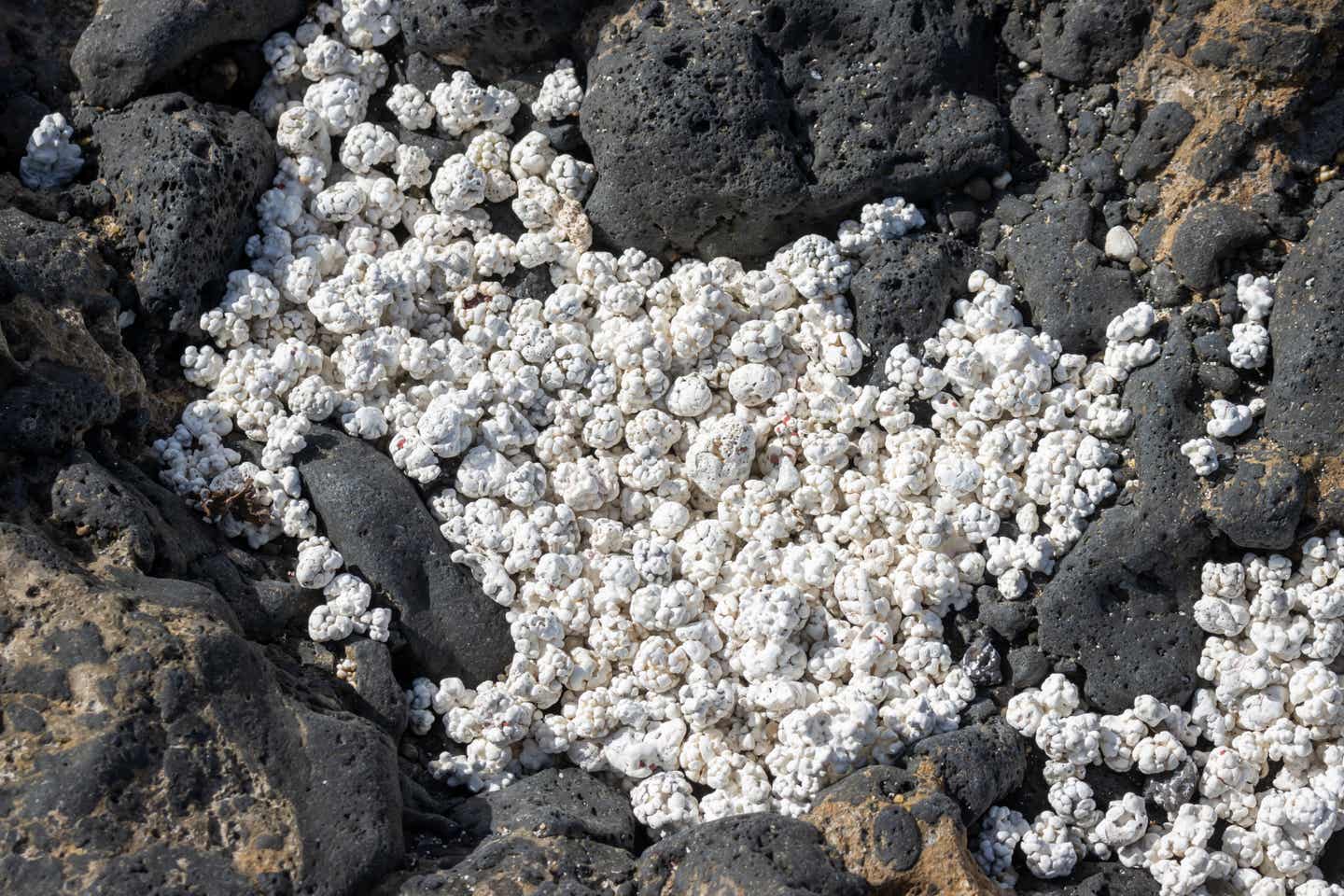 Strände Fuerteventura: Corralejo Popcorn Beach