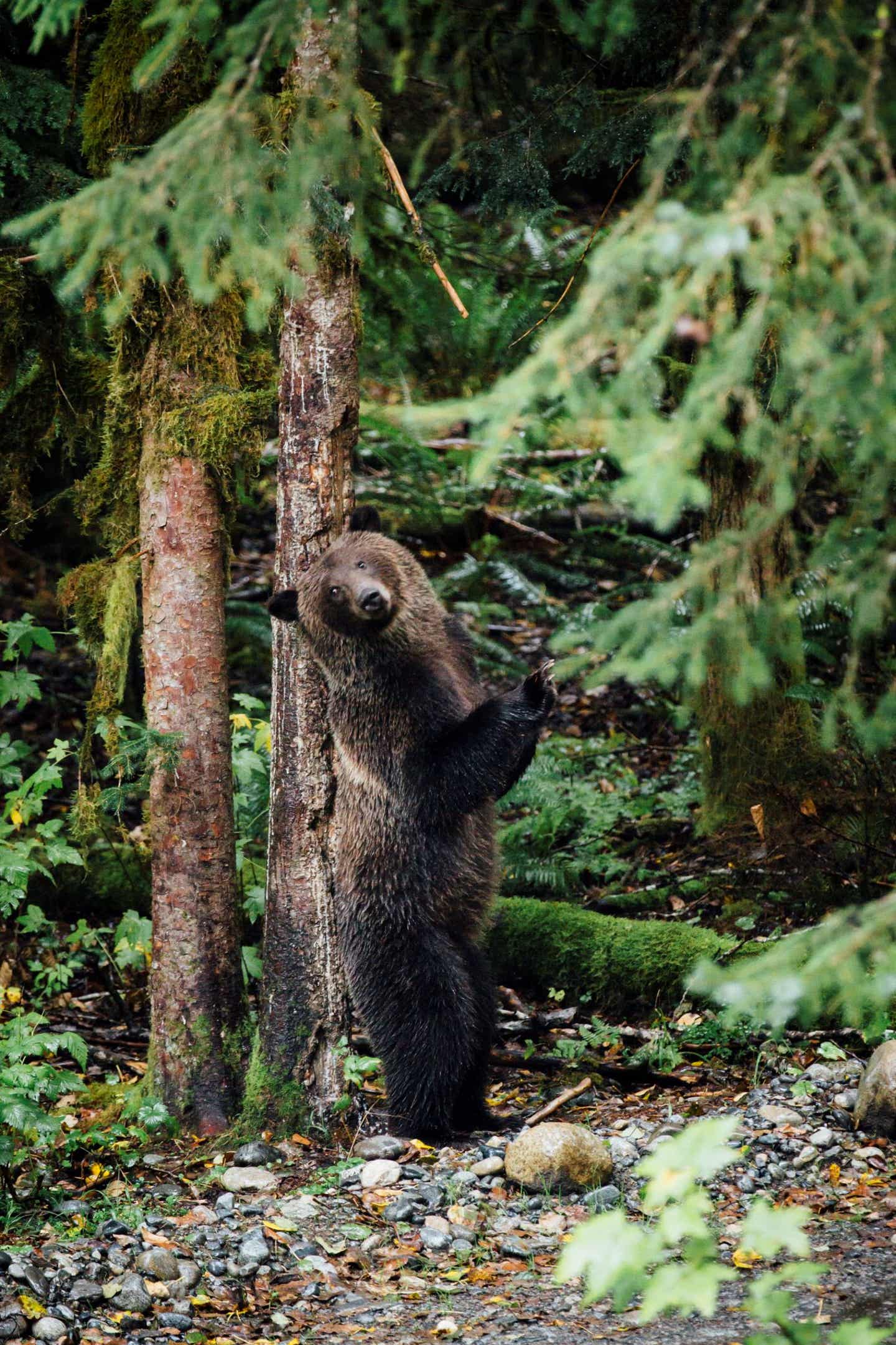 Grizzlybär am Baum in British Columbia 