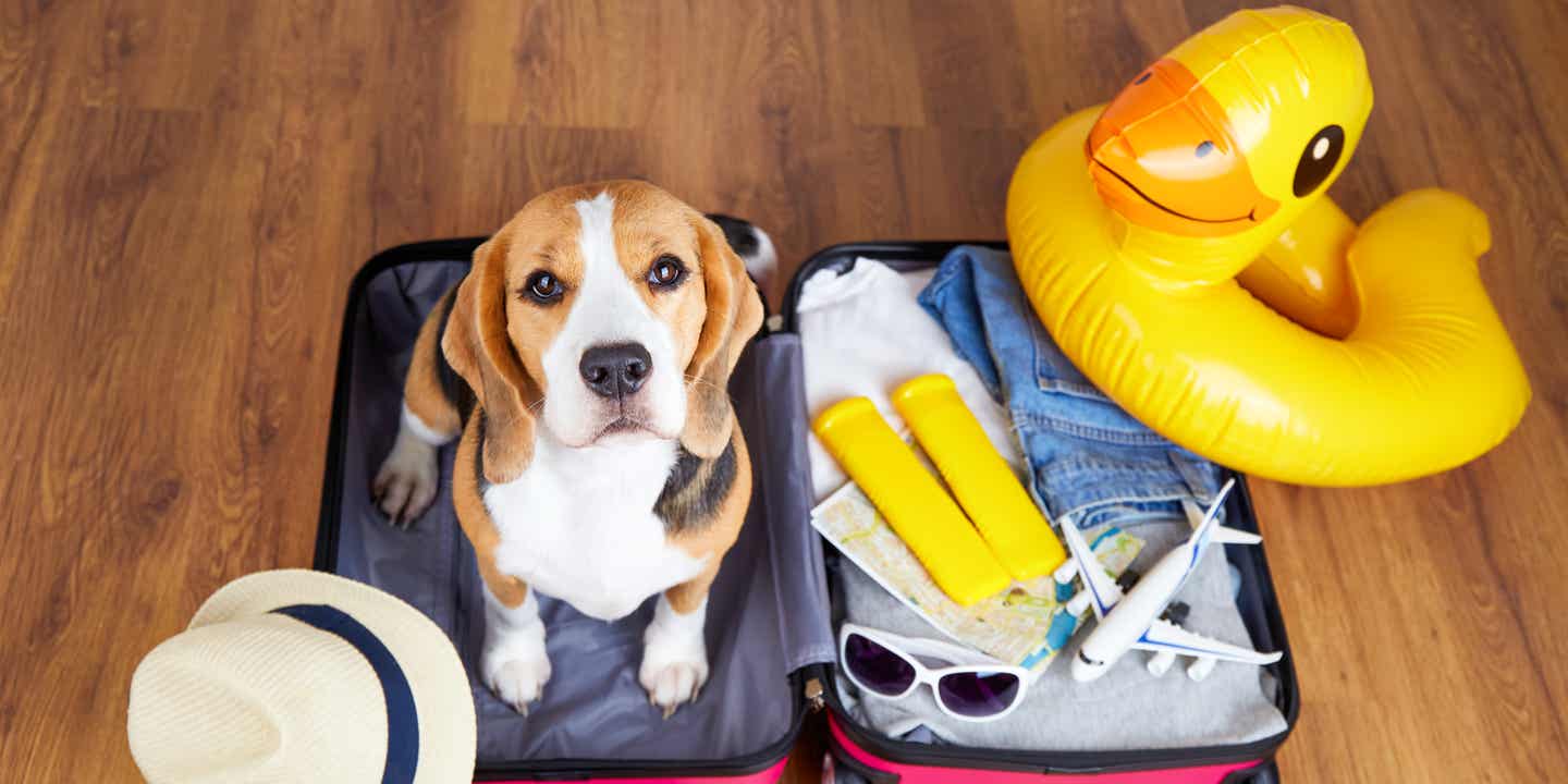 Ein Beagle sitzt in gepacktem Koffer