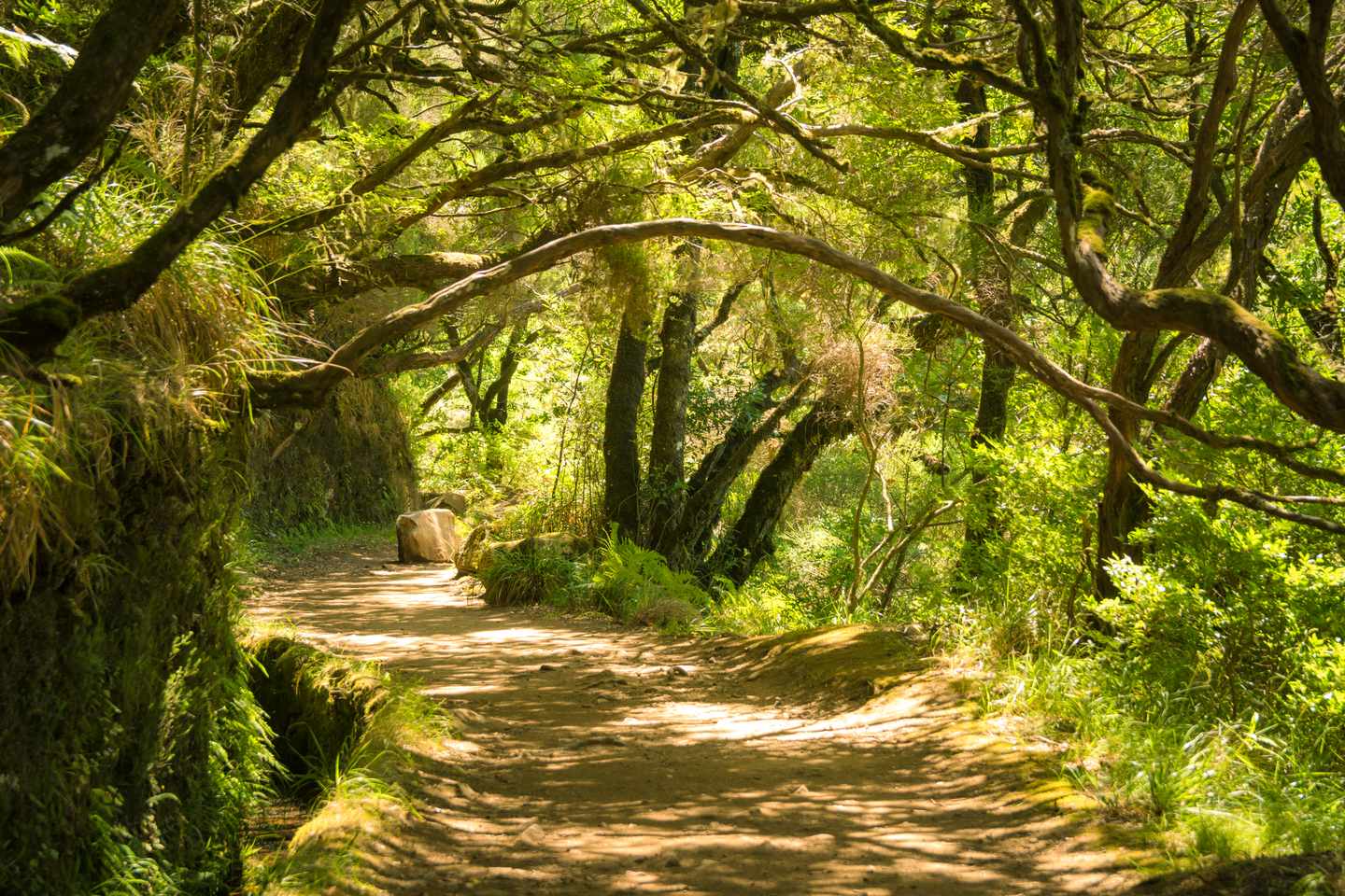 Laurissilva-Lorbeerwald auf Madeira – UNESCO-Weltnaturerbe und Naturwunder Portugals